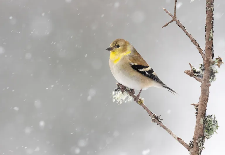 American Goldfinch
