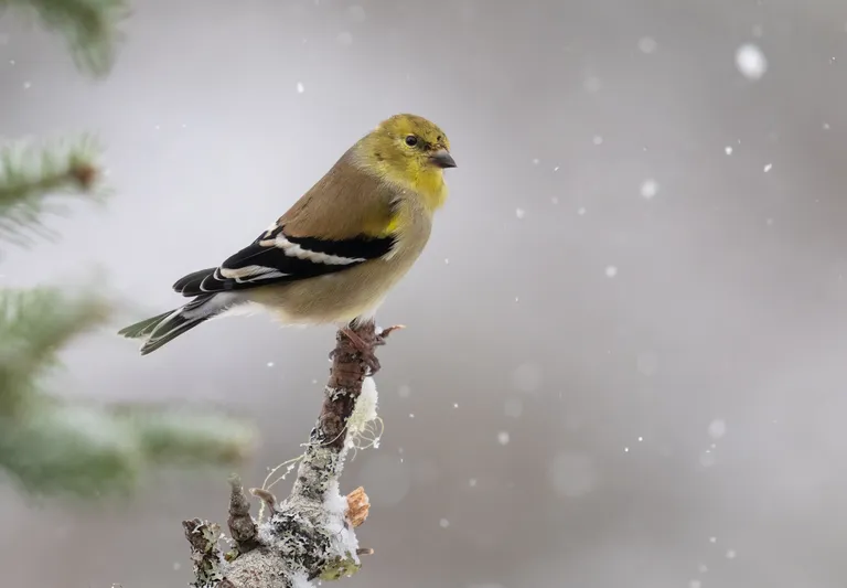 American Goldfinch