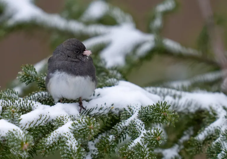 Dark-eyed Junco