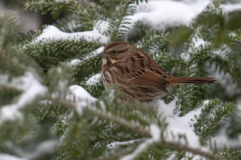 Song Sparrow