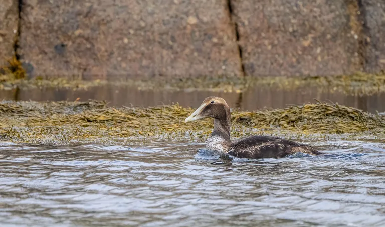 Common Eider, sub-adult male