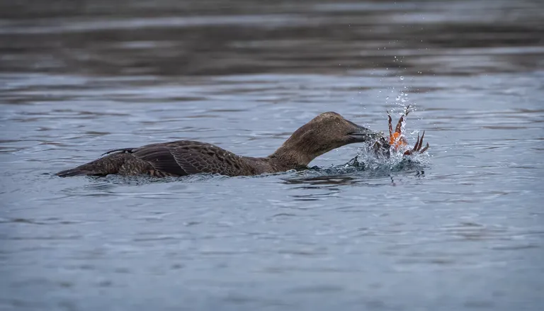 Common Eider, female