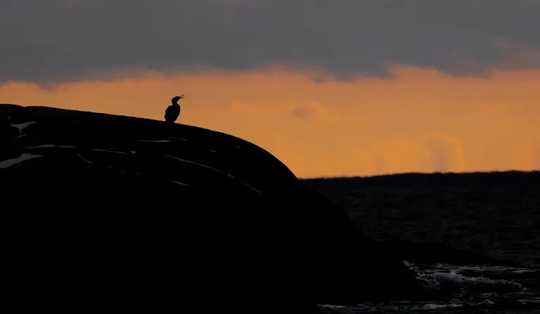 Great Cormorant