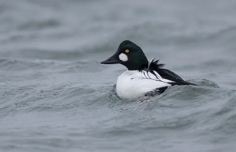 Common Goldeneye, male