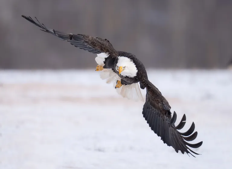 Bald Eagle, adult