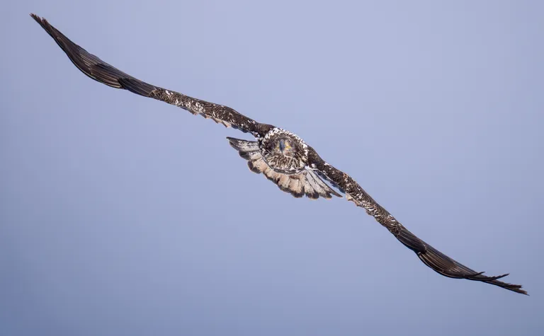 Bald Eagle (sub-adult)