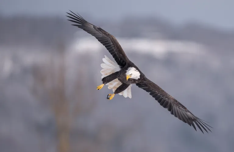 Bald Eagle, adult