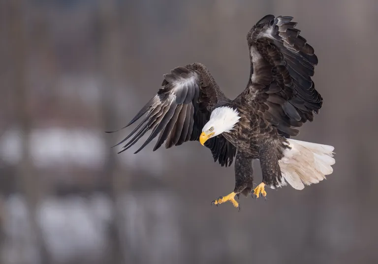 Bald Eagle, adult