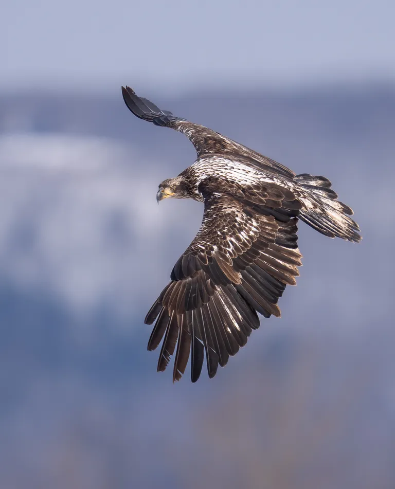 Bald Eagle, sub-adult