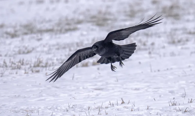 Common Raven