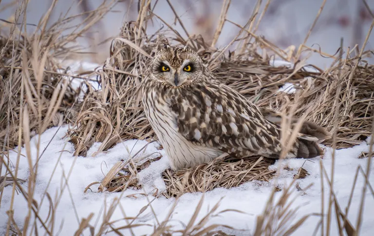 Short-eared Owl