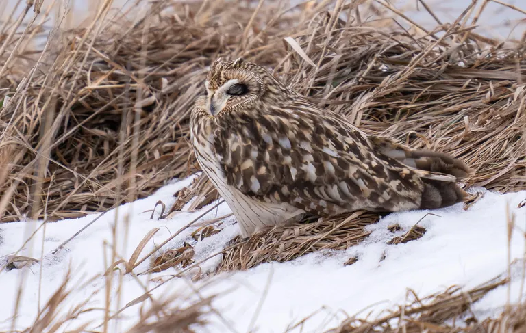 Short-eared Owl