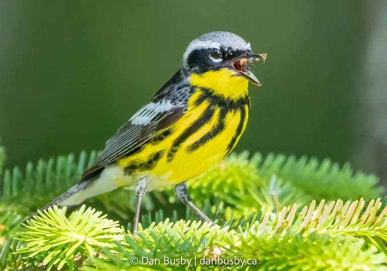 Magnolia Warbler, male