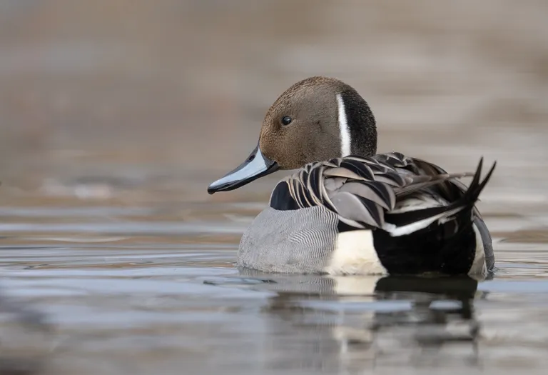 Northern Pintail, male