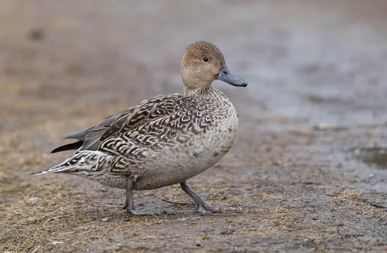 Northern Pintail, female