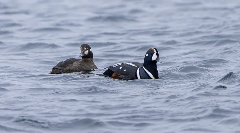 Harlequin Duck - female, male