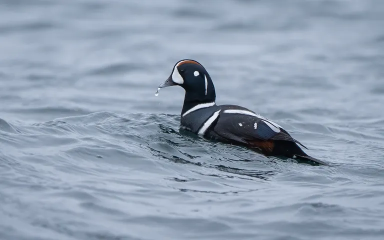 Harlequin Duck, male