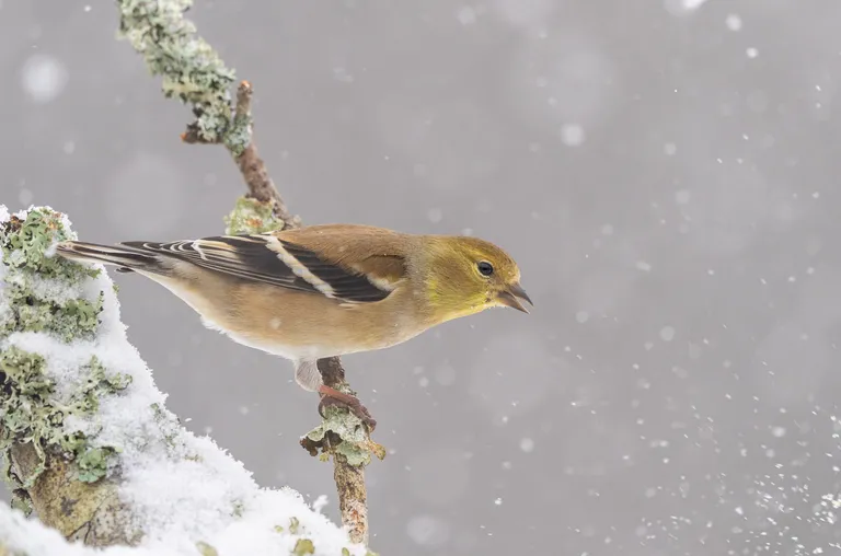 American Goldfinch