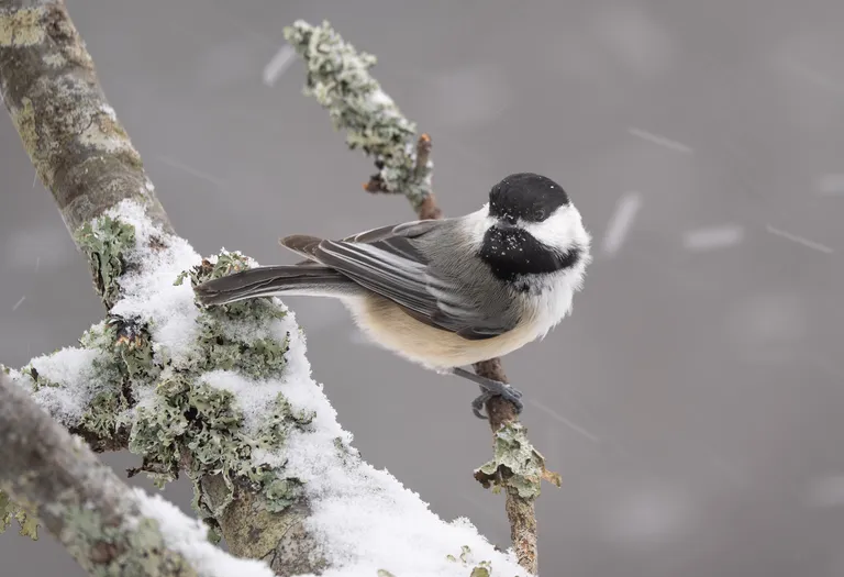 Black-capped Chickadee