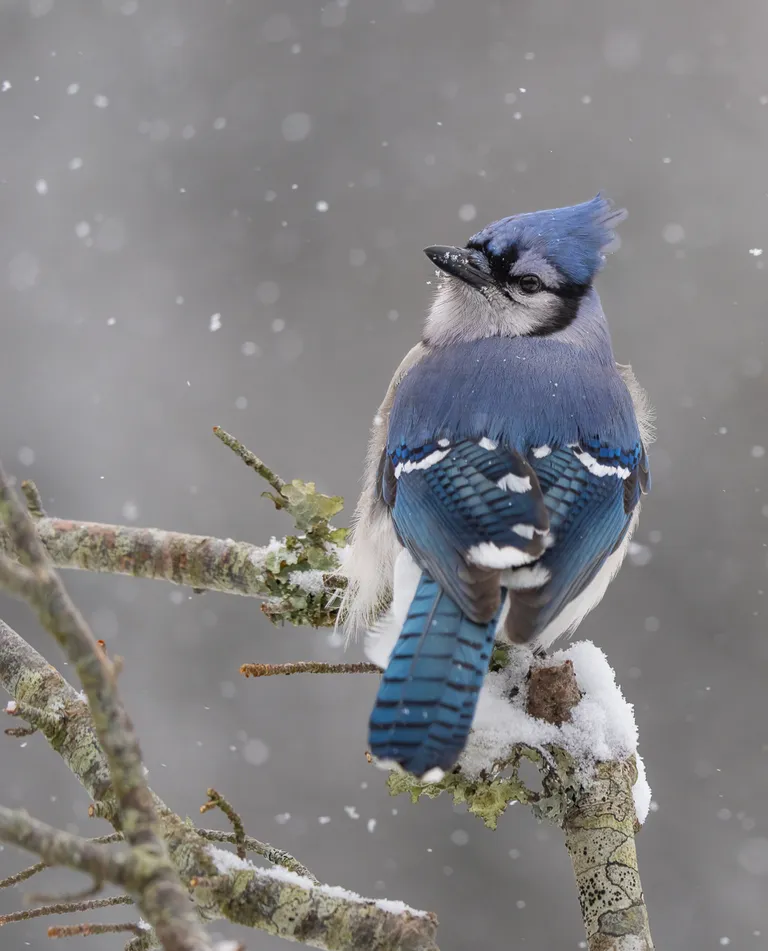 Blue Jay