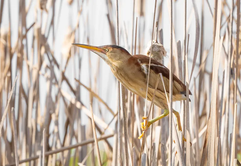Least Bittern