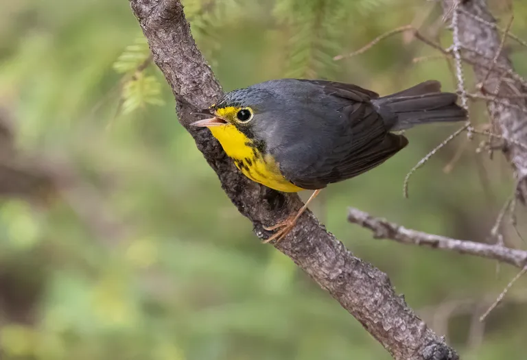 Canada Warbler, male
