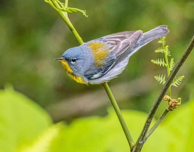 northern Parula, male