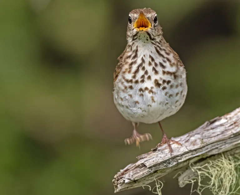 Hermit Thrush