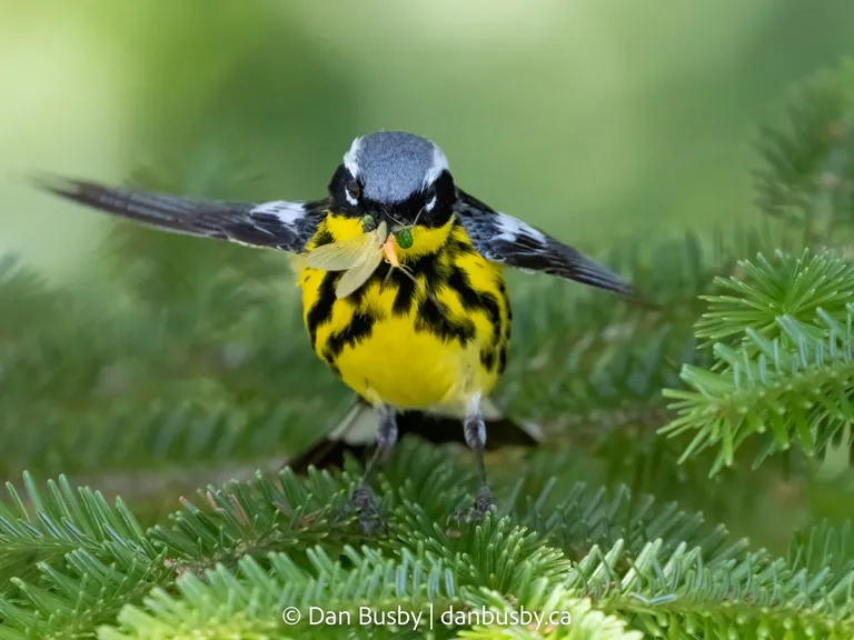 Magnolia Warbler, male