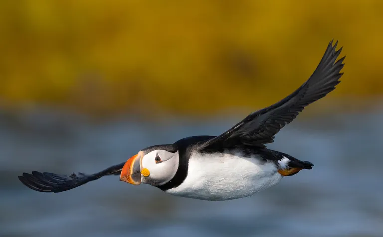 Atlantic puffin