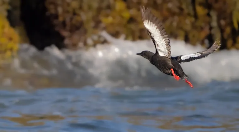 Black Guillemot