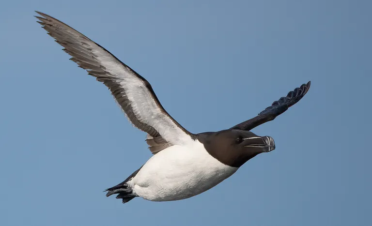 Razorbill
