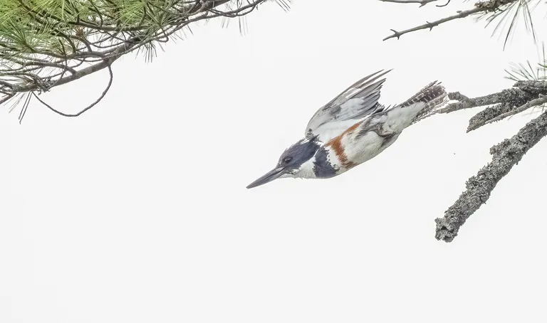 Belted Kingfisher, female