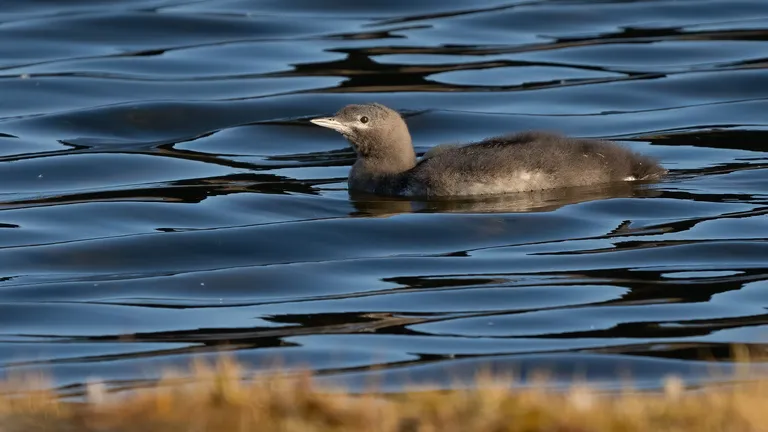 Red-throated Loon chick