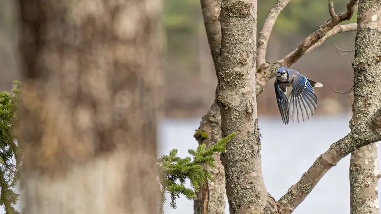 Blue Jay
