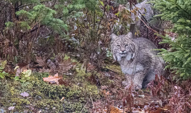 Bobcats