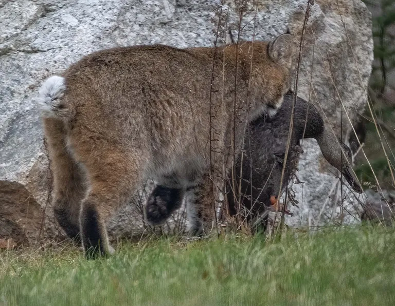 Bobcat with Black Duck prey