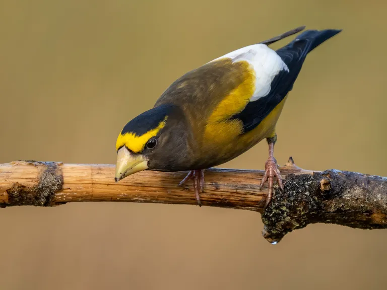 Evening Grosbeak, male