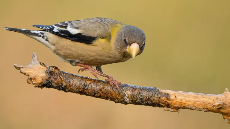 Evening Grosbeak, female