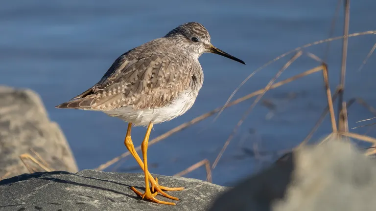 Lesser Yellowlegs