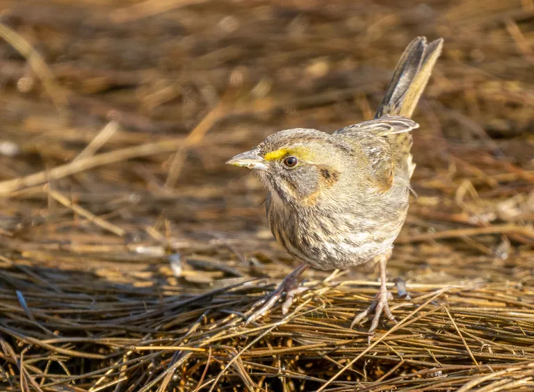 Seaside Sparrow