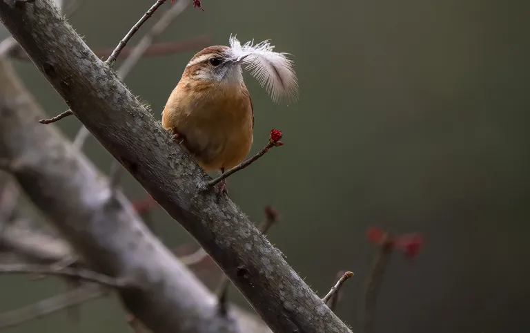 Carolina Wren