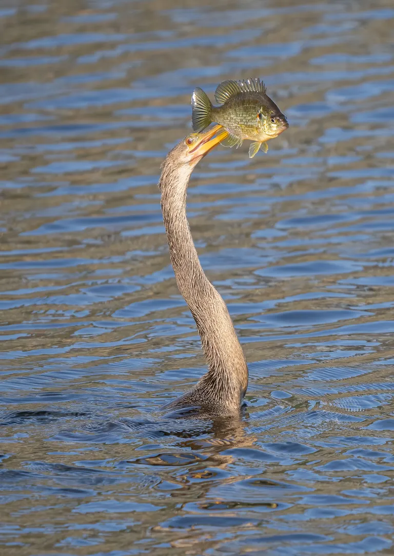 Anhinga with Redear Sunfish