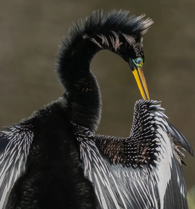 Anhinga, male