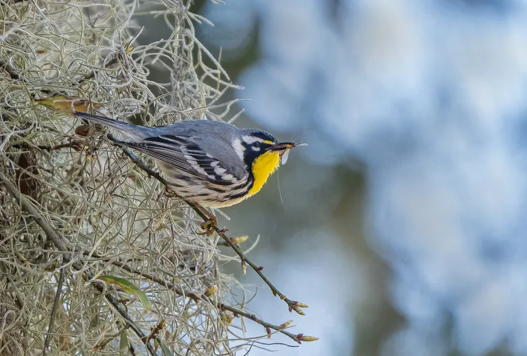 Yellow-throated Warbler, male
