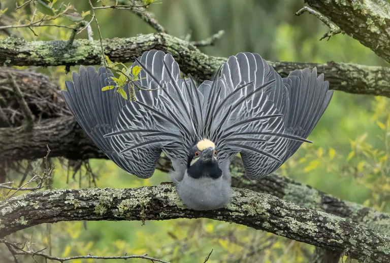Yellow-crowned Night-Heron