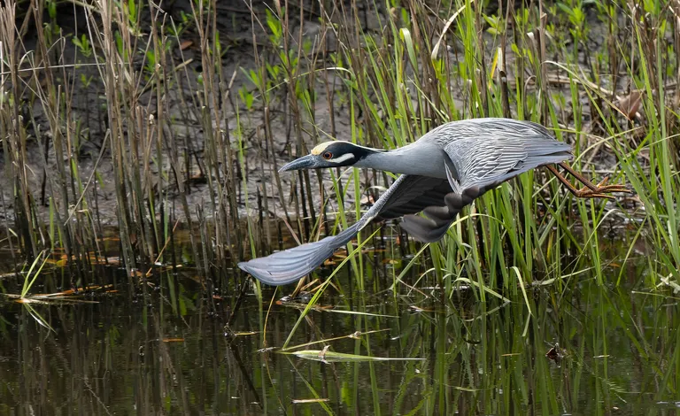 Yellow-crowned Night-Heron