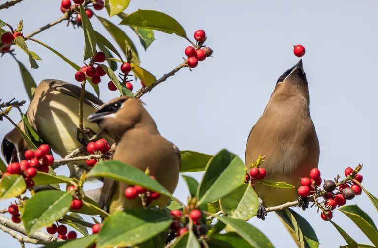 Cedar Waxwing