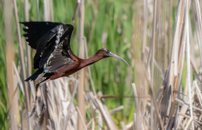 Glossy Ibis