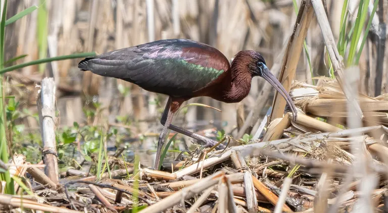 Glossy Ibis